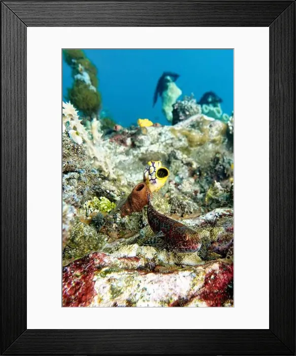 Framed Print : Indonesia Lembeh - Marine life - Lizardfish - Synodontidae Framed Print : Indonesia Lembeh - Marine life - Lizardfish - Synodontidae