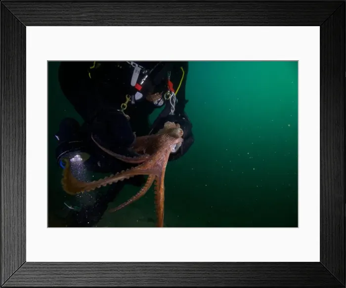 Framed Print : Scuba diver encounter with octopus Framed Print : Scuba diver encounter with octopus