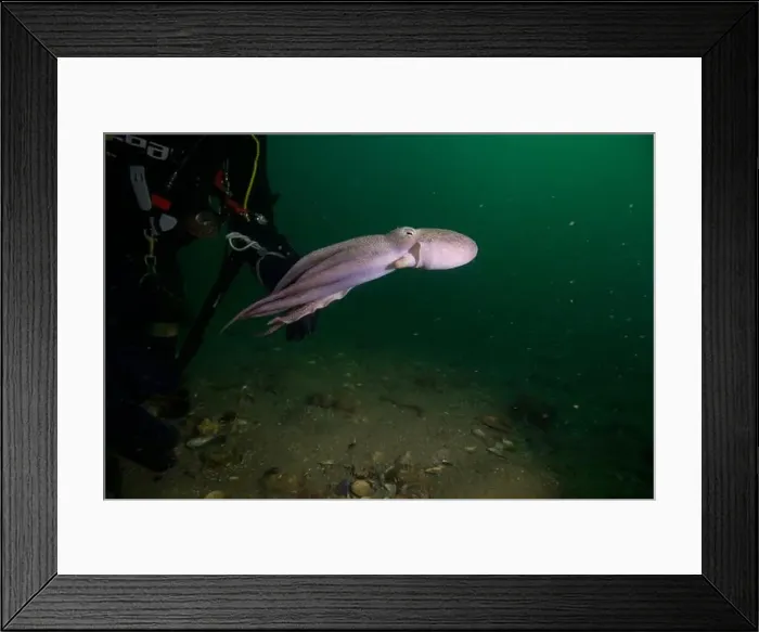 Framed Print : Scuba diver encounter with octopus Framed Print : Scuba diver encounter with octopus