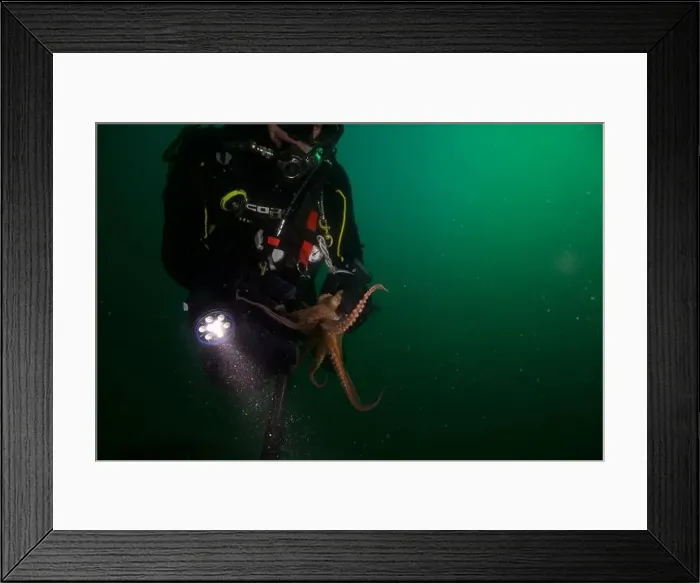 Framed Print : Scuba diver encounter with octopus Framed Print : Scuba diver encounter with octopus