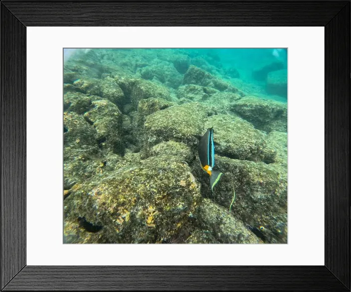 Framed Print : Shallow sea, big stones with fish Framed Print : Shallow sea, big stones with fish