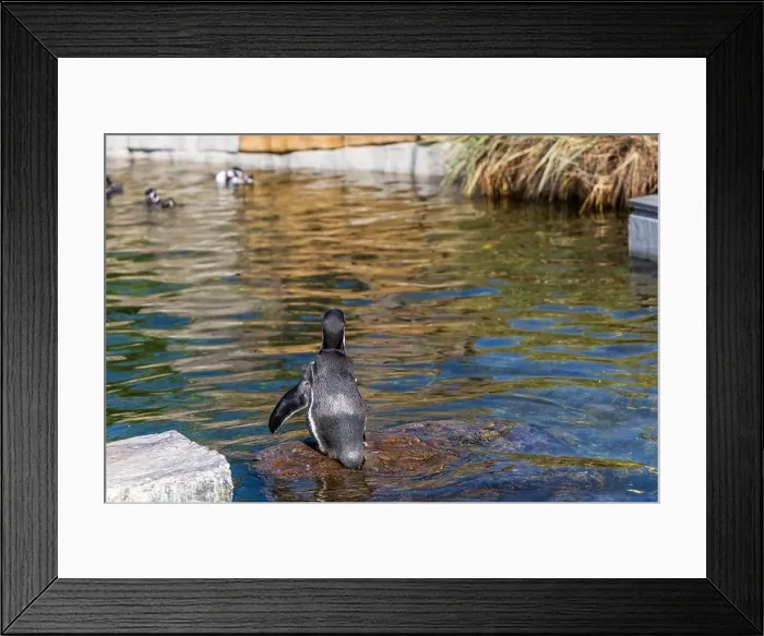 Framed Print : Cute penguin swimming in water. High quality photo Framed Print : Cute penguin swimming in water. High quality photo