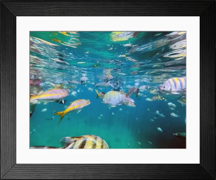 Framed Print : Back view of unrecognizable woman enjoying snorkeling among the vibrant Framed Print : Back view of unrecognizable woman enjoying snorkeling among the vibrant