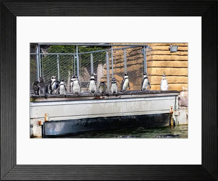 Framed Print : A group of cute penguins standing in a line. High quality photo Framed Print : A group of cute penguins standing in a line. High quality photo