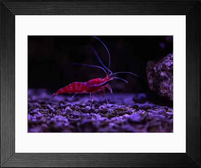 Framed Print : Small fish in an aquarium in captivity Framed Print : Small fish in an aquarium in captivity