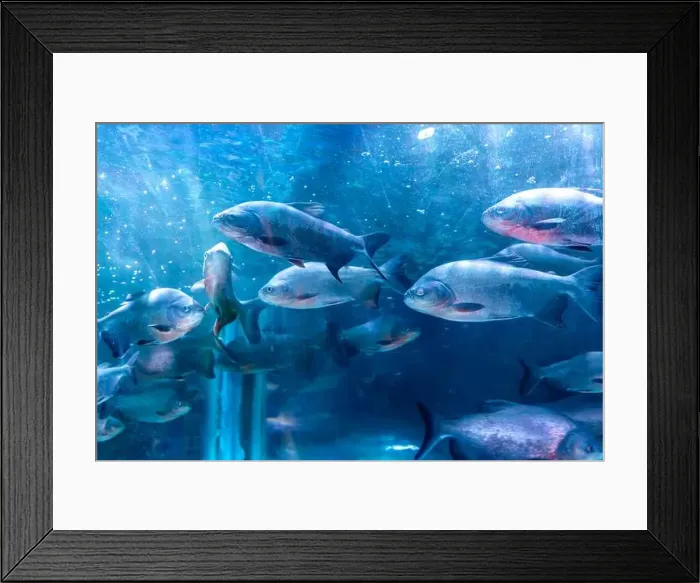 Framed Print : bunch of fish in clear blue water from different angle Framed Print : bunch of fish in clear blue water from different angle