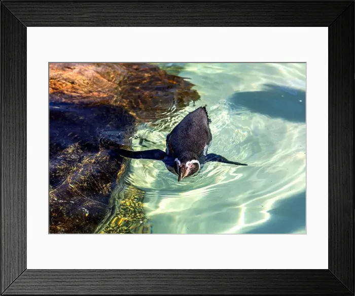 Framed Print : Cute penguin swimming in water. High quality photo Framed Print : Cute penguin swimming in water. High quality photo