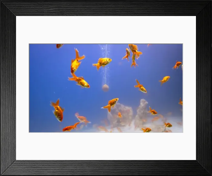 Framed Print : bunch of fish in clear blue water from different angle Framed Print : bunch of fish in clear blue water from different angle