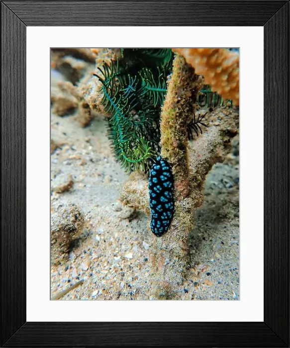 Framed Print : Indonesia Lembeh - Marine life Coral reef with Nudibranch - Sea slug - Phyllidiella pustulosa Framed Print : Indonesia Lembeh - Marine life Coral reef with Nudibranch - Sea slug - Phyllidiella pustulosa
