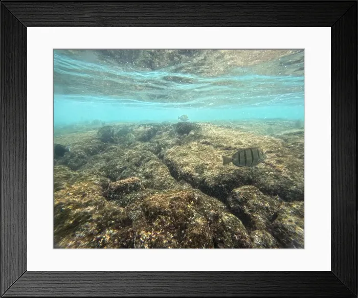 Framed Print : Shallow sea, big stones with fish