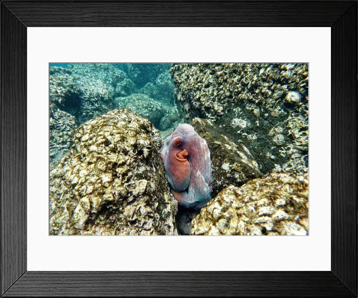 Framed Print : Indonesia Lembeh - Octopus hiding between the rocks - Common octopus Framed Print : Indonesia Lembeh - Octopus hiding between the rocks - Common octopus