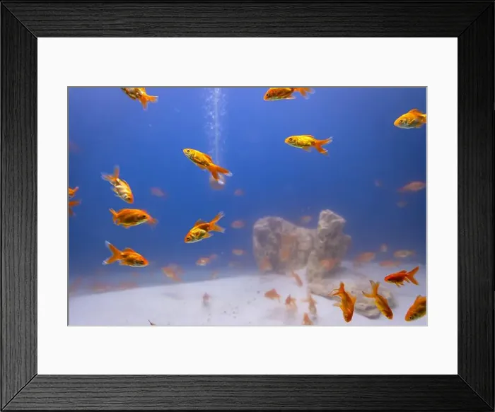 Framed Print : bunch of fish in clear blue water from different angle Framed Print : bunch of fish in clear blue water from different angle
