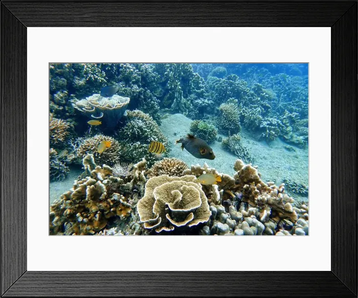 Framed Print : Indonesia Lembeh - Marine life Coral reef with tropical fish Framed Print : Indonesia Lembeh - Marine life Coral reef with tropical fish