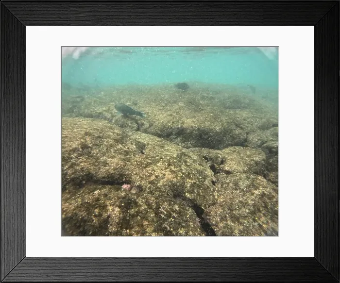 Framed Print : Shallow sea, big stones with fish Framed Print : Shallow sea, big stones with fish