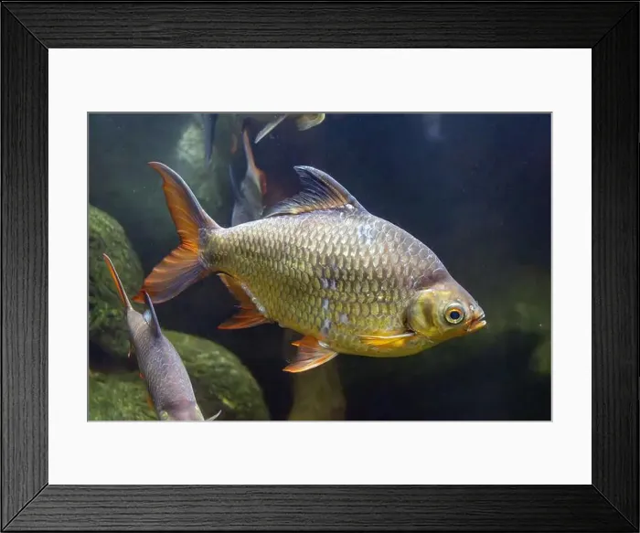 Framed Print : The Tinfoil Barb - Barbodes schwanenfeldii, floating in water Framed Print : The Tinfoil Barb - Barbodes schwanenfeldii, floating in water