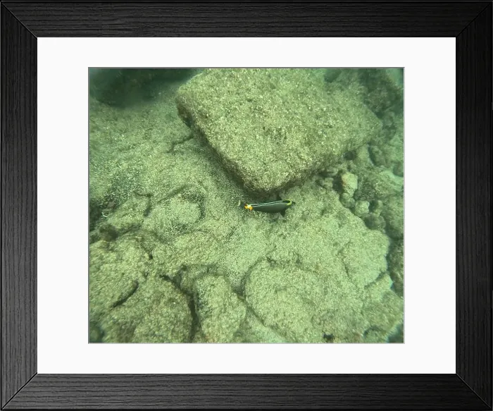 Framed Print : Shallow sea, big stones with fish Framed Print : Shallow sea, big stones with fish