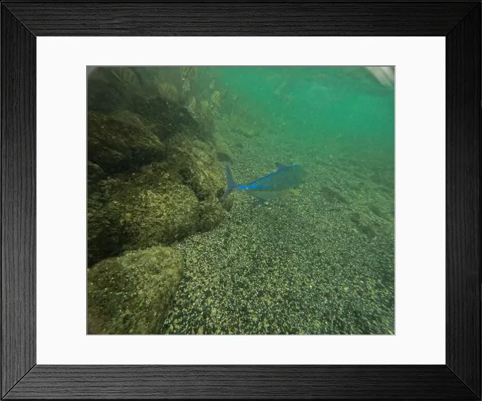 Framed Print : Shallow sea, big stones with fish Framed Print : Shallow sea, big stones with fish