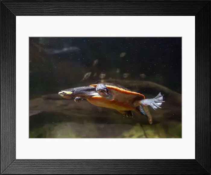 Framed Print : A red-bellied turtle (Emydura Subglobosa) swims underwater Framed Print : A red-bellied turtle (Emydura Subglobosa) swims underwater