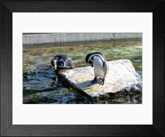 Framed Print : Cute penguin swimming in water. High quality photo Framed Print : Cute penguin swimming in water. High quality photo