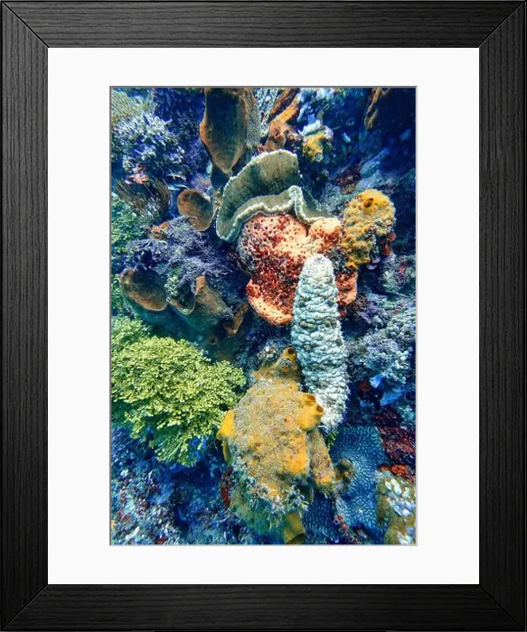 Framed Print : Indonesia Lembeh - Marine life - Sea cucumber - Pearsonothuria graeffei Framed Print : Indonesia Lembeh - Marine life - Sea cucumber - Pearsonothuria graeffei