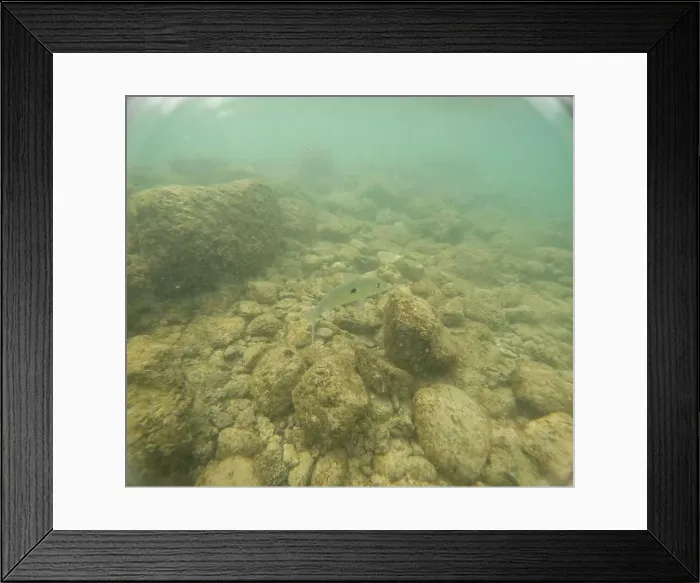 Framed Print : Under water at Poipu beach in Kauai, Hawaii, USA Framed Print : Under water at Poipu beach in Kauai, Hawaii, USA