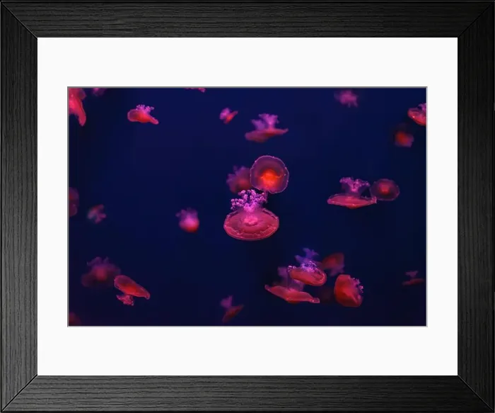 Framed Print : Mediterranean jellyfish Framed Print : Mediterranean jellyfish