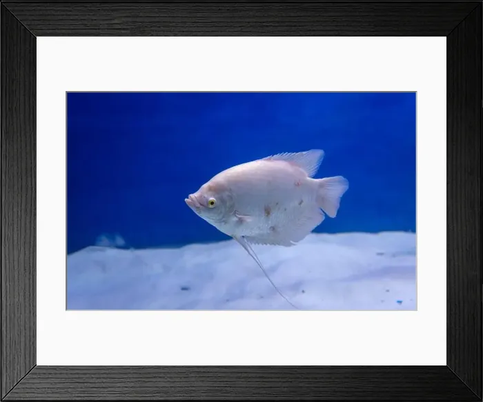 Framed Print : fish in clear blue water from different angle Framed Print : fish in clear blue water from different angle