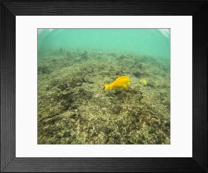 Framed Print : Shallow sea, big stones with fish Framed Print : Shallow sea, big stones with fish