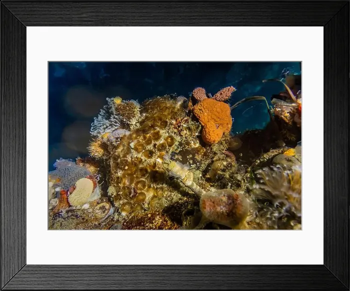 Framed Print : Slime Tube Worm, Myxicola infundibulume Framed Print : Slime Tube Worm, Myxicola infundibulume