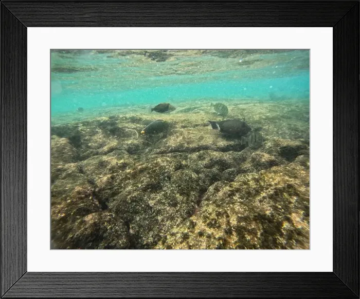 Framed Print : Shallow sea, big stones with fish Framed Print : Shallow sea, big stones with fish