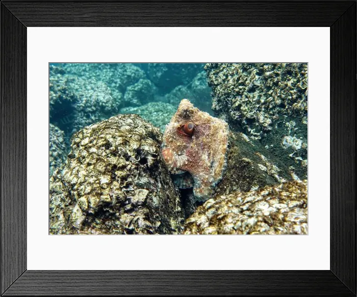 Framed Print : Indonesia Lembeh - Octopus hiding between the rocks - Common octopus Framed Print : Indonesia Lembeh - Octopus hiding between the rocks - Common octopus