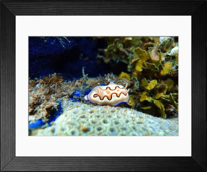 Framed Print : Indonesia Lembeh - Marine life Coral reef with Nudibranch - Sea slug - Goniobranchus coi