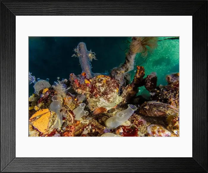 Framed Print : Scallop shell, Chain Tunicate, Pacific Transparent Sea Squirt Framed Print : Scallop shell, Chain Tunicate, Pacific Transparent Sea Squirt
