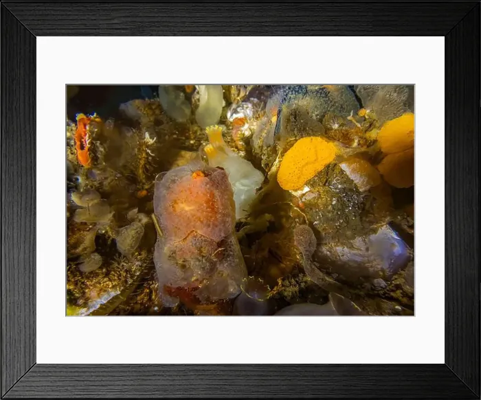 Framed Print : Jelly Crust Tunicate growing atop Bristly Tunicate Framed Print : Jelly Crust Tunicate growing atop Bristly Tunicate