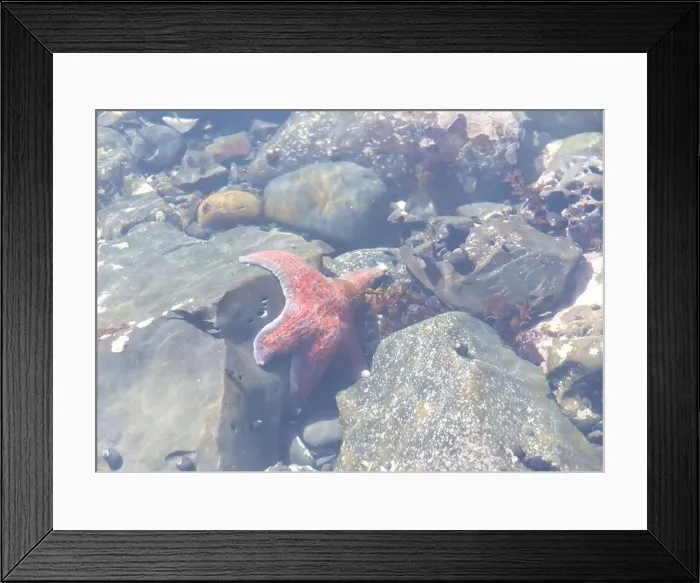 Framed Print : Close up of one redish orange star fish on rocks underwater in a shallow tide pool Framed Print : Close up of one redish orange star fish on rocks underwater in a shallow tide pool