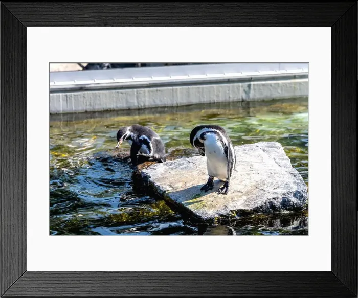 Framed Print : Cute penguin swimming in water. High quality photo Framed Print : Cute penguin swimming in water. High quality photo