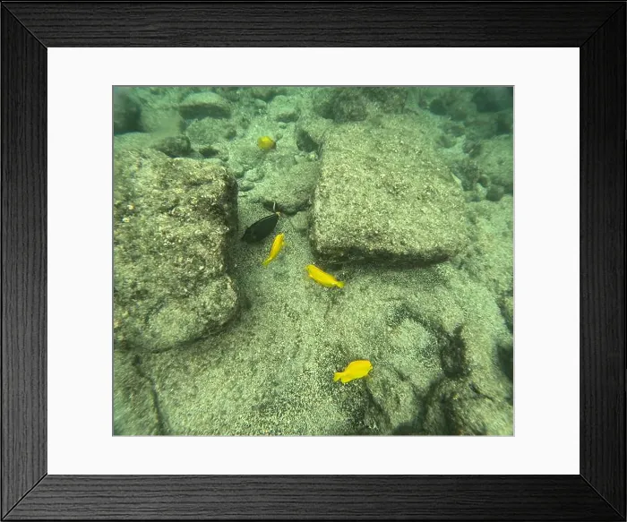 Framed Print : Shallow sea, big stones with fish Framed Print : Shallow sea, big stones with fish