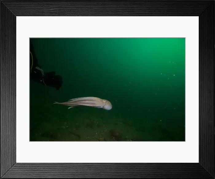 Framed Print : Scuba diver encounter with octopus Framed Print : Scuba diver encounter with octopus