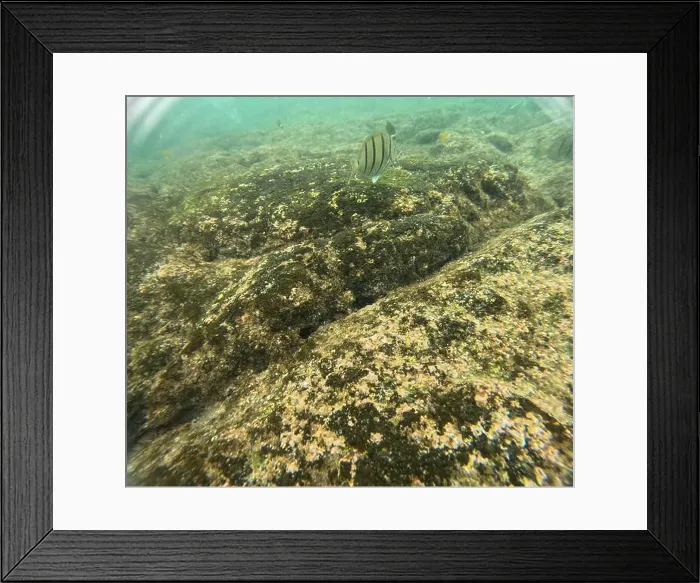 Framed Print : Shallow sea, big stones with fish Framed Print : Shallow sea, big stones with fish