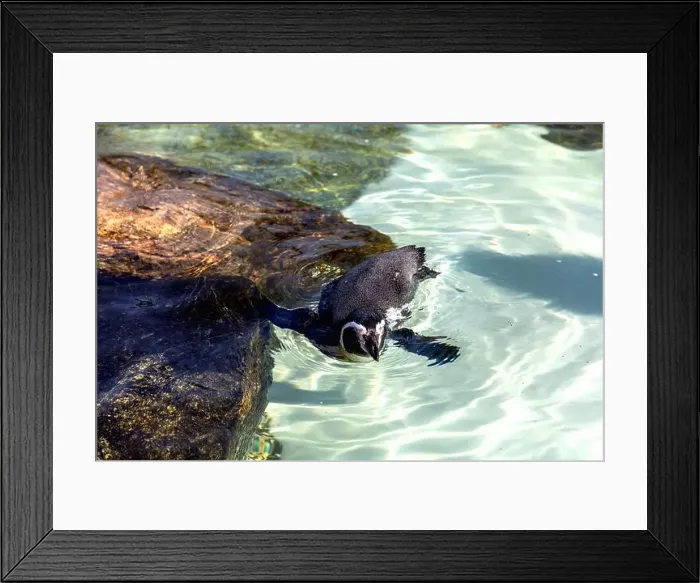 Framed Print : Cute penguin swimming in water. High quality photo Framed Print : Cute penguin swimming in water. High quality photo