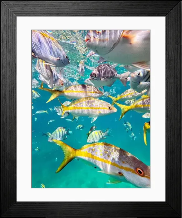Framed Print : A breathtaking underwater view of colorful fish swimming in the clear waters off the coast of Varadero Framed Print : A breathtaking underwater view of colorful fish swimming in the clear waters off the coast of Varadero