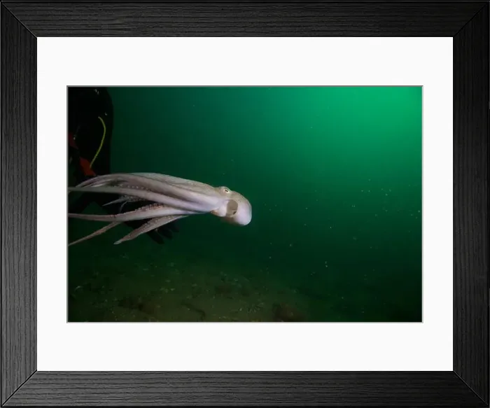Framed Print : Scuba diver encounter with octopus Framed Print : Scuba diver encounter with octopus
