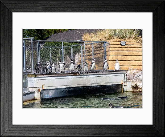 Framed Print : A group of cute penguins standing in a line. High quality photo Framed Print : A group of cute penguins standing in a line. High quality photo