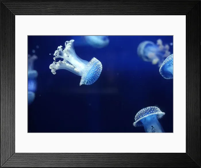 Framed Print : Tropical Jellyfish Phyllorhiza punctata white-spotted jellyfish aka floating bell Framed Print : Tropical Jellyfish Phyllorhiza punctata white-spotted jellyfish aka floating bell