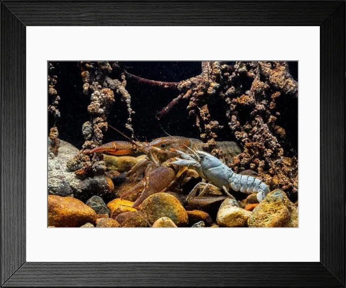Framed Print : Two Austropotamobius pallipes, or European crayfish Framed Print : Two Austropotamobius pallipes, or European crayfish