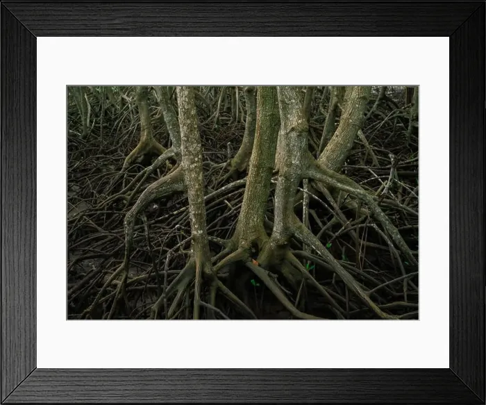 Framed Print : Mangrove roots emerging from muddy swamp waters Framed Print : Mangrove roots emerging from muddy swamp waters