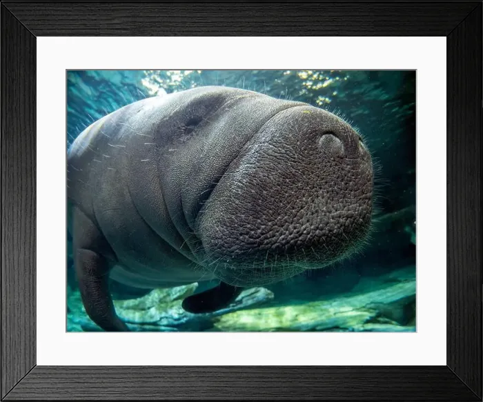 Framed Print : manatee underwater looking at you close up Framed Print : manatee underwater looking at you close up
