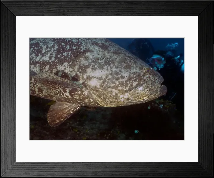 Framed Print : An Atlantic Goliath Grouper (Epinephelus itajara) in Jupiter, Florida, USA Framed Print : An Atlantic Goliath Grouper (Epinephelus itajara) in Jupiter, Florida, USA