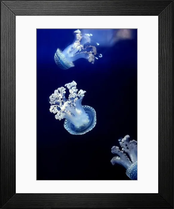 Framed Print : Tropical Jellyfish Phyllorhiza punctata white-spotted jellyfish aka floating bell Framed Print : Tropical Jellyfish Phyllorhiza punctata white-spotted jellyfish aka floating bell