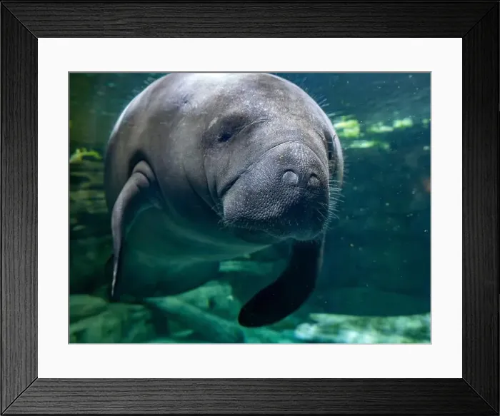 Framed Print : manatee underwater looking at you close up Framed Print : manatee underwater looking at you close up
